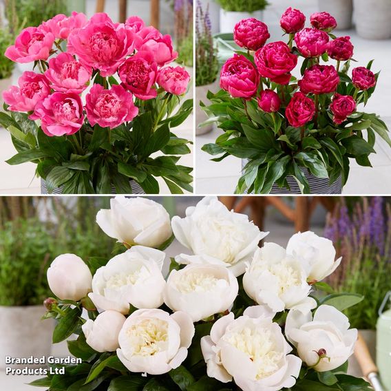 Peony Capital Trio