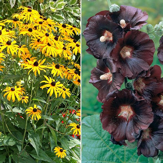 Perennial Cut Flower Duo