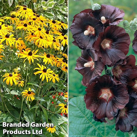 Perennial Cut Flower Duo