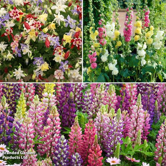 Classic Cottage Garden Perennial Collection