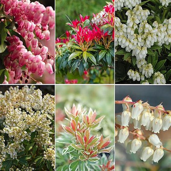 Nurseryman's Choice Pieris