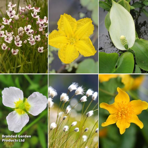 Nurseryman's Choice Pond Plants For Beginners