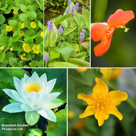 Nurseryman's Choice Pond Collection with Lily