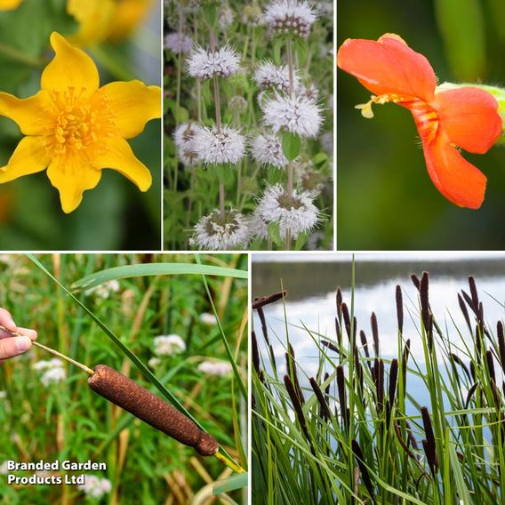 Nurseryman's Choice Wildlife Pond Collection