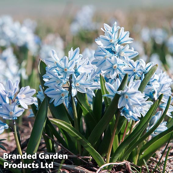 Spring Flowering Bulb Mix