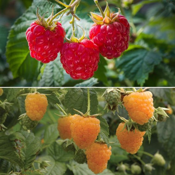 Raspberry Autumn Duo (Autumn Fruiting)