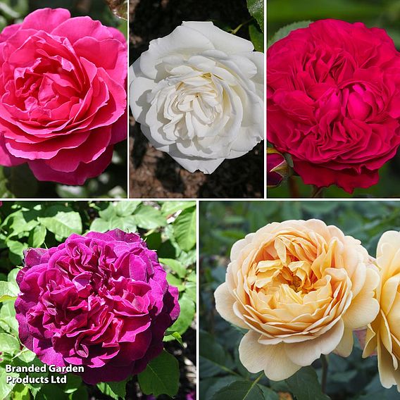 Rose 'Five Scented Doubles Collection'