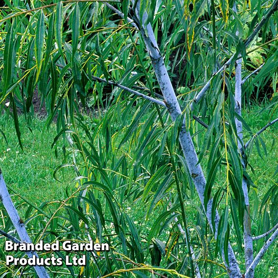 Salix acutifolia 'Blue Streak'