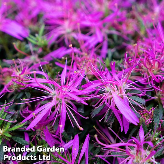 Azalea 'Starstyle Lilac'