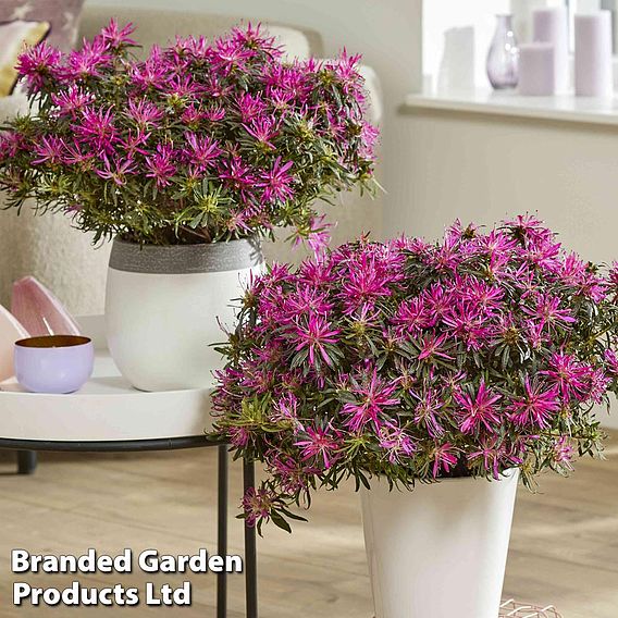 Azalea 'Starstyle Lilac'