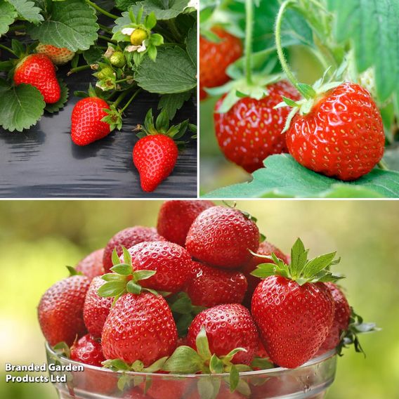 Strawberry Full Season Trio