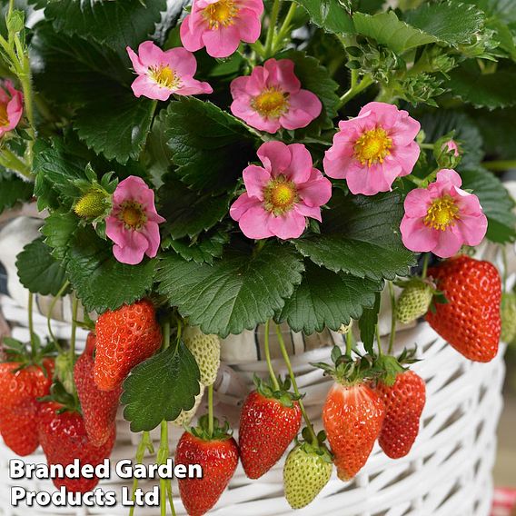 Strawberry Potted Duo