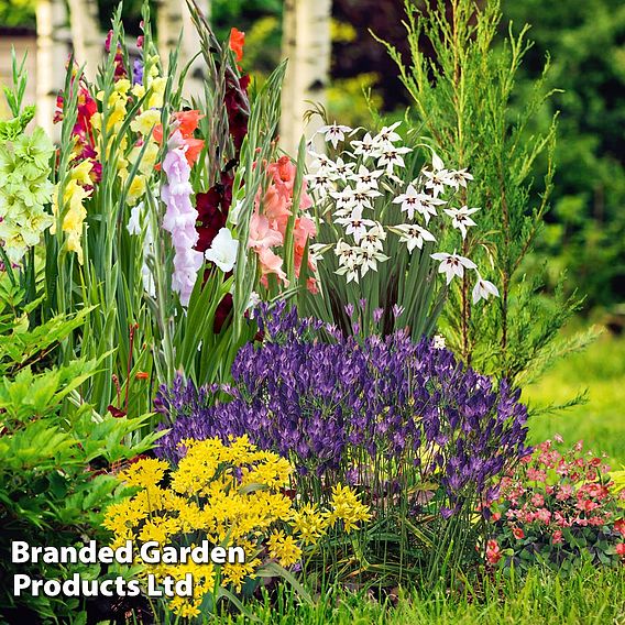 Summer Bulb Bundle