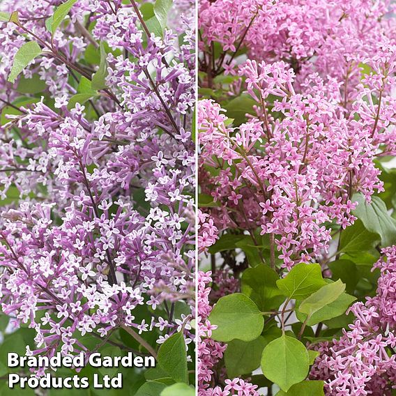 Syringa Flowerfesta® Duo