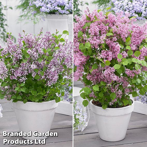 Syringa Flowerfesta® Duo