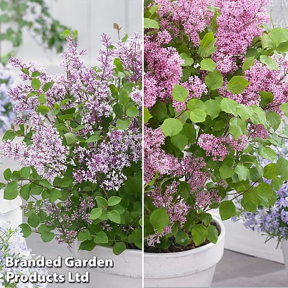 Syringa Flowerfesta® Duo