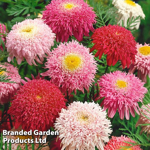 Tanacetum coccineum 'Semi-double Mix'