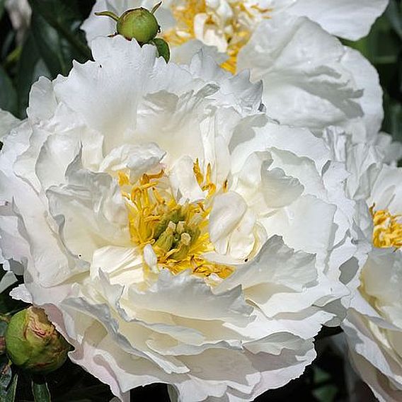 Peony 'Miss America'