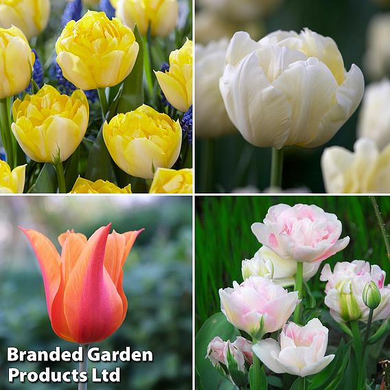 Tulip 'Super Scented Collection'