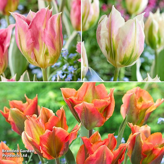 Tulip 'Artist Collection'