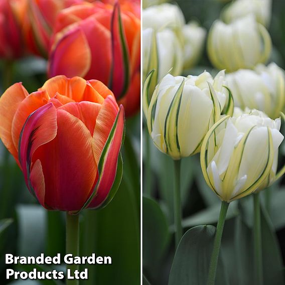 Tulip 'Queensday' and 'White Valley' Collection