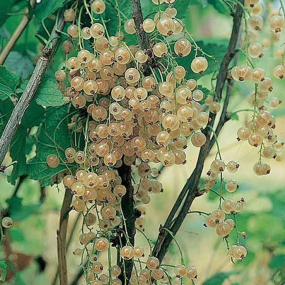 Whitecurrant 'White Versailles' (Organic)