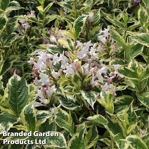 Weigela 'Nana Variegata'