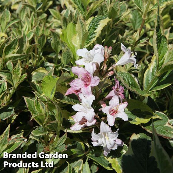 Weigela 'Nana Variegata' | Dobies