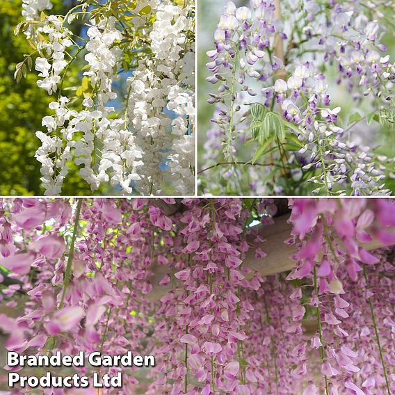 Wisteria Trio