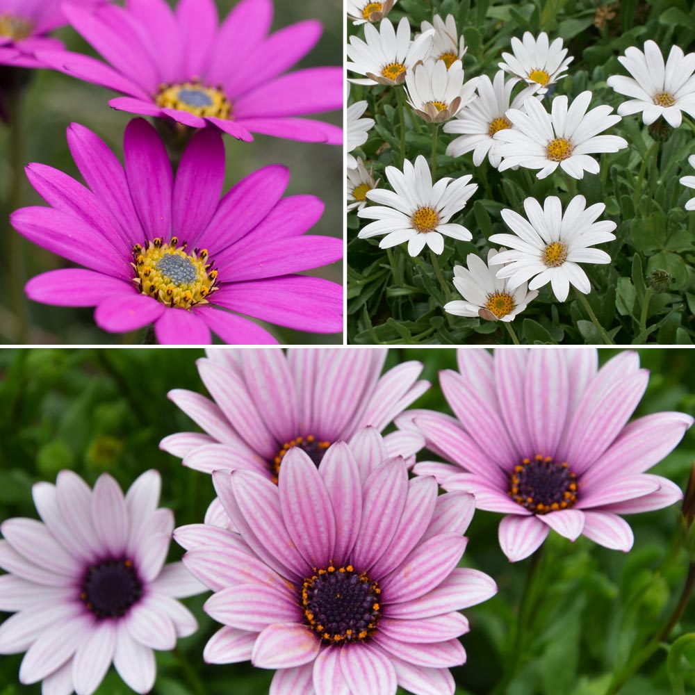 Osteospermum Blush Collection (Hardy) image