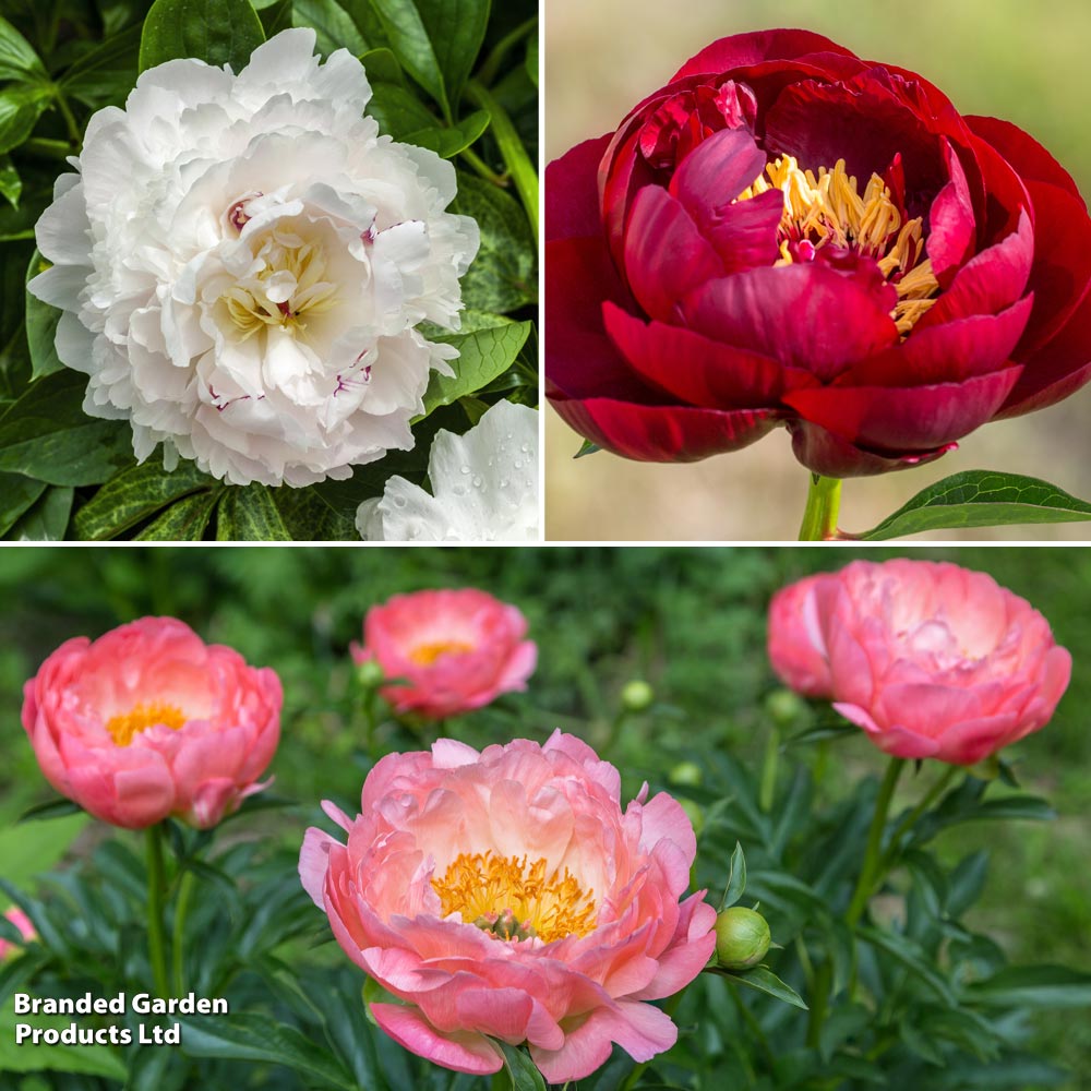 Peony 'Hardy Collection' image