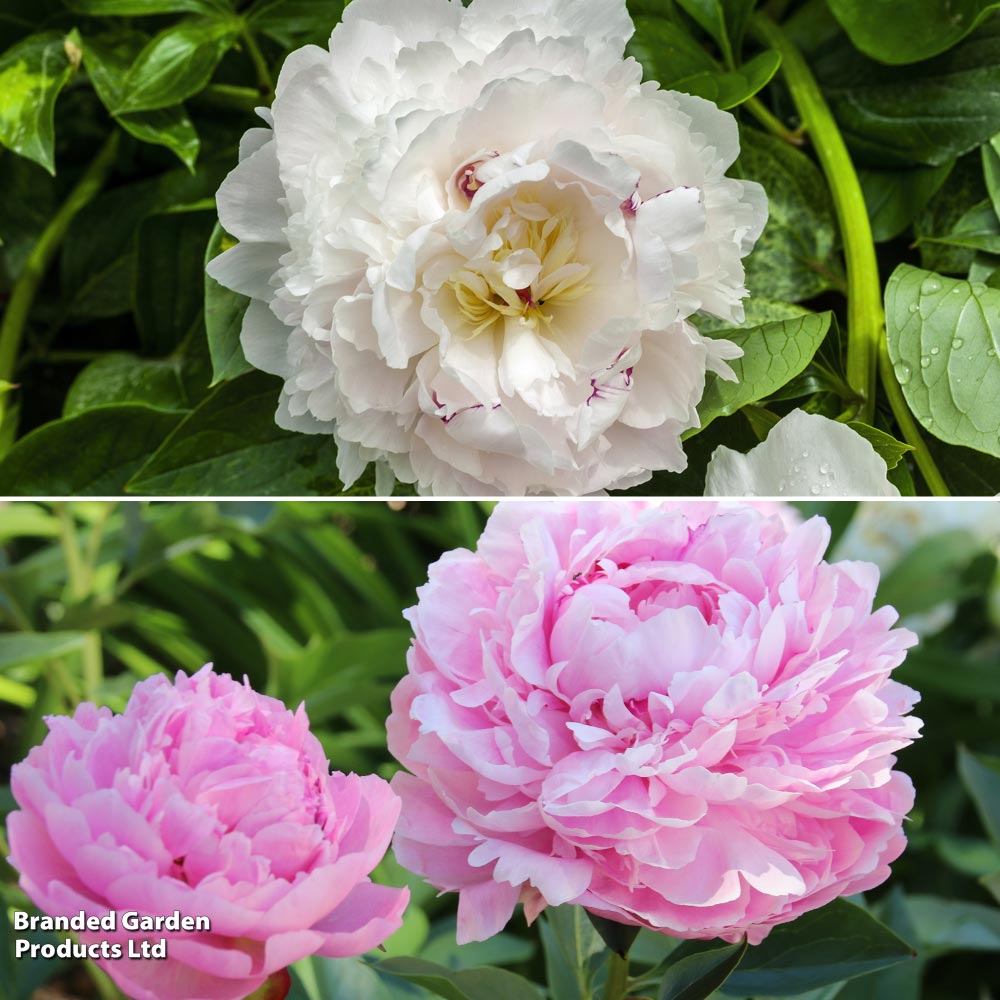 Peony 'Pastel Duo' image