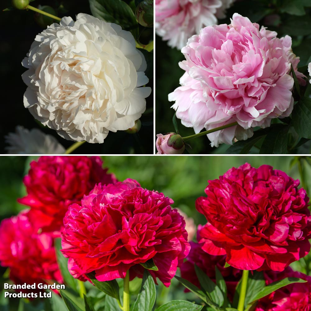 Peony 'Scented Trio' image