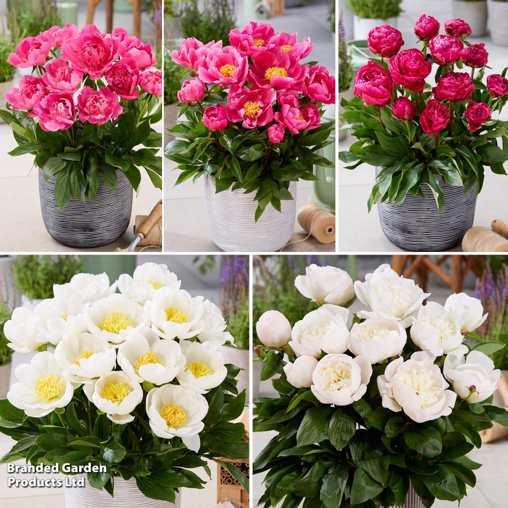 Peony Capital Collection image