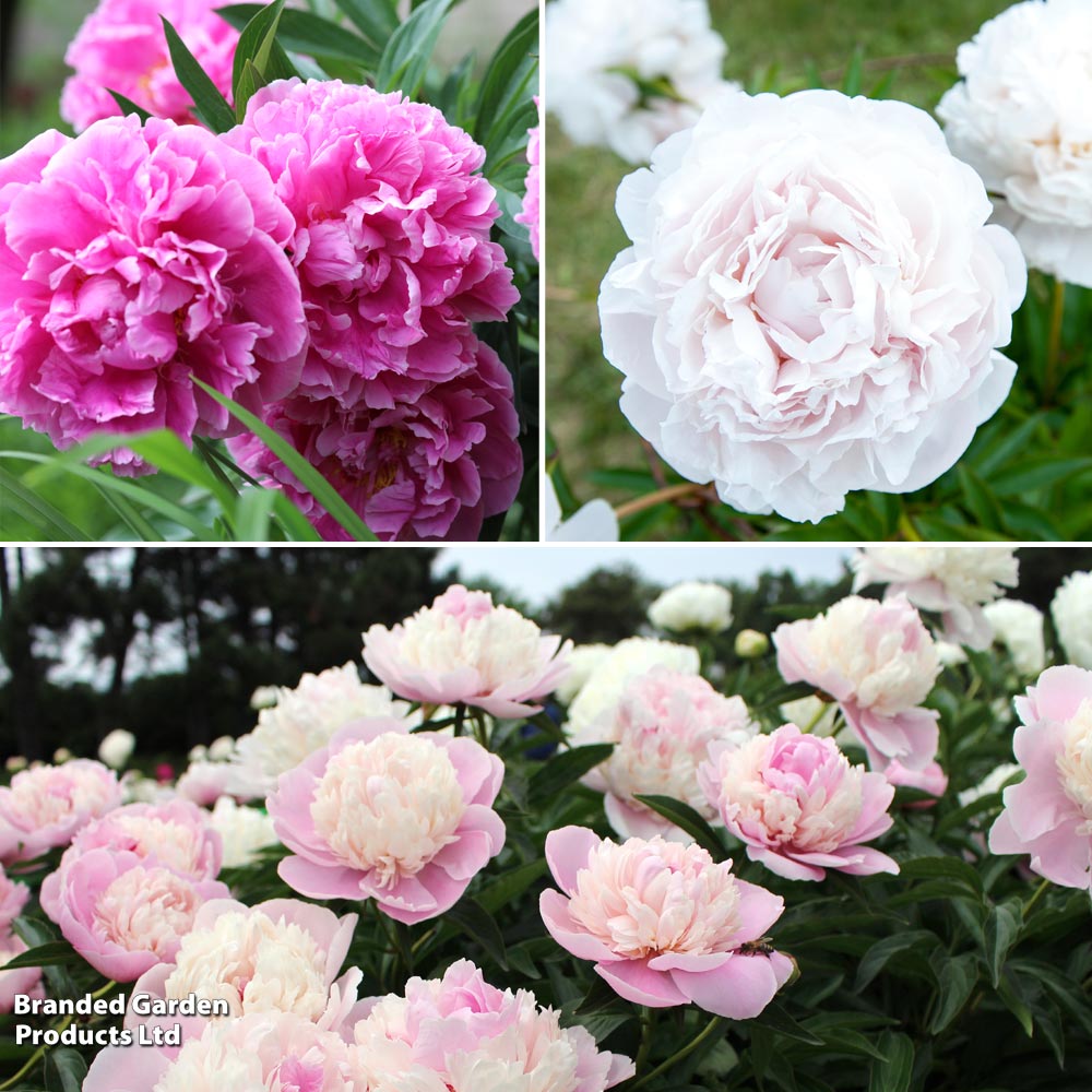 Peony 'Most Scented Dinner Plate Trio' image