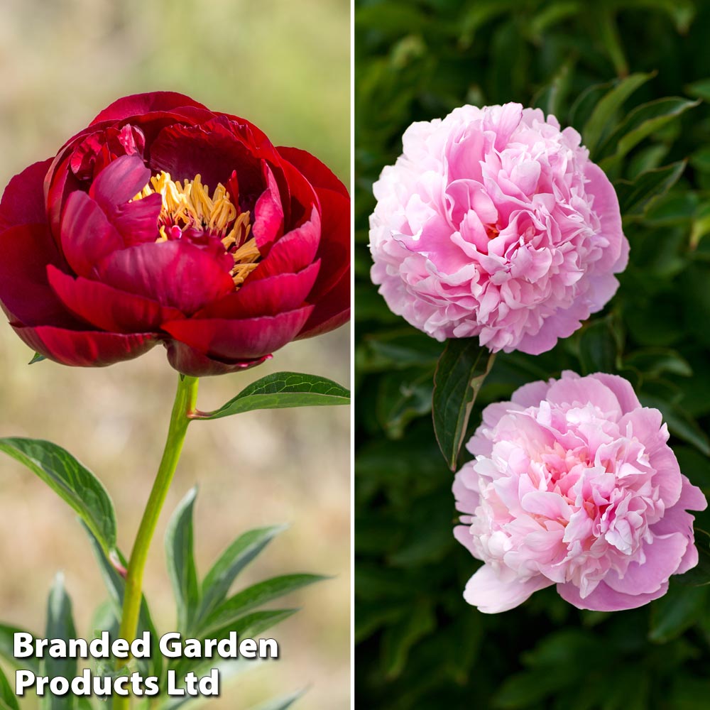 Peony 'Glamorous Duo' image