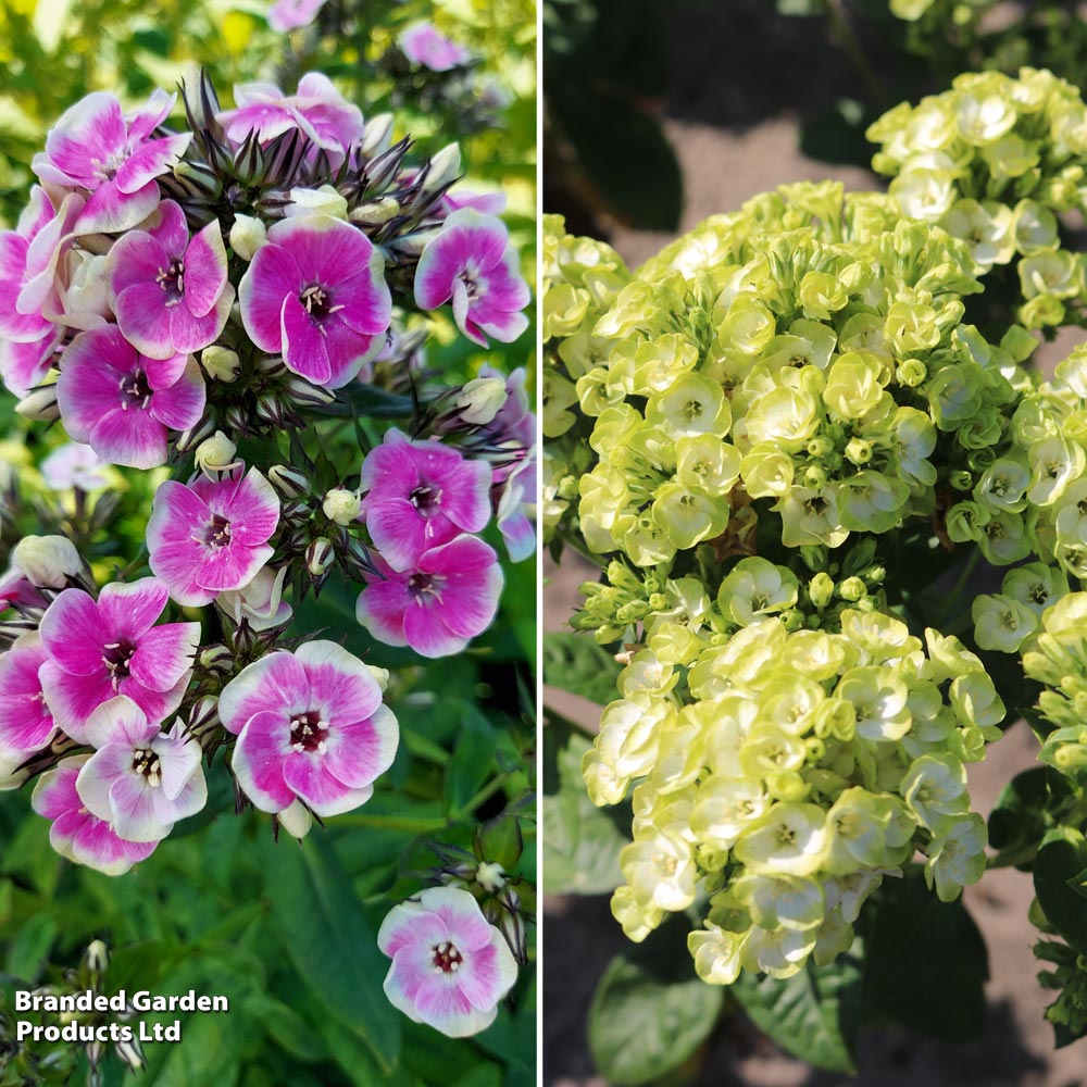 Phlox paniculata 'Orchid Duo' image