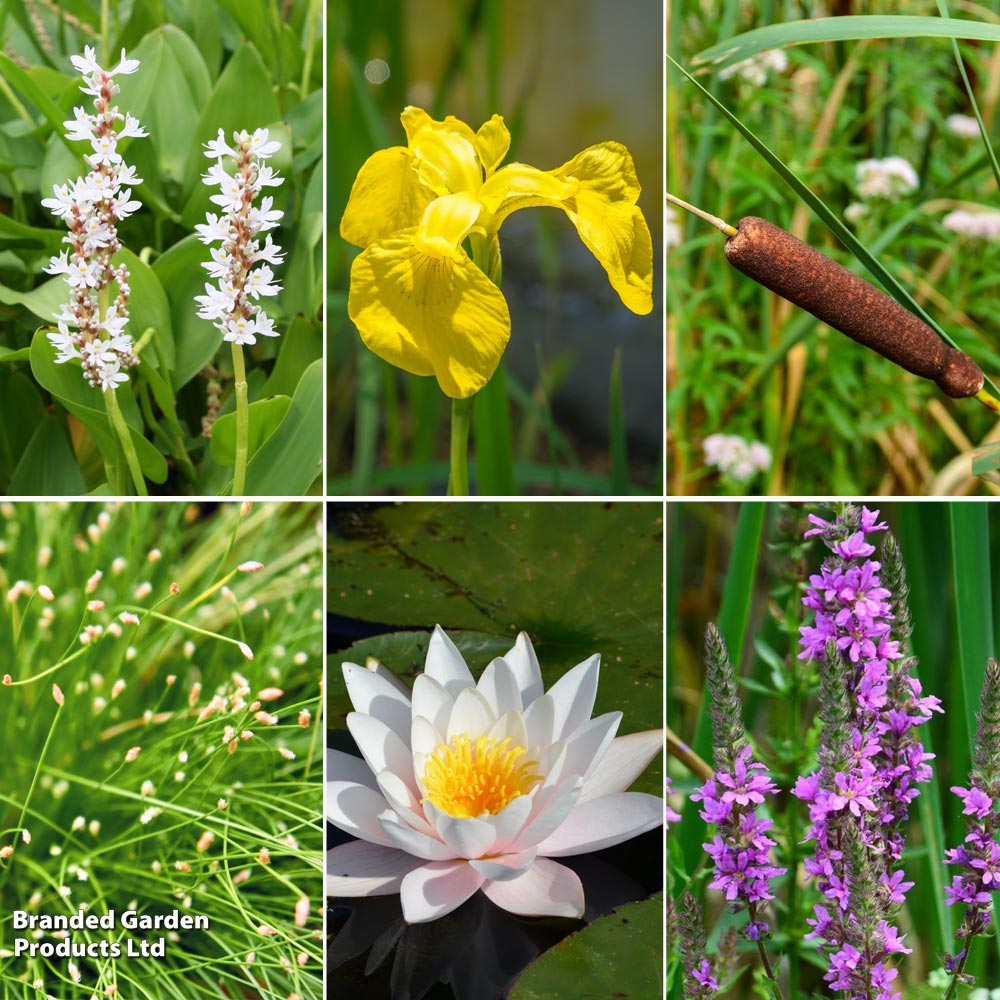 Nurseryman's Choice Ornamental Colour Pond Collection image