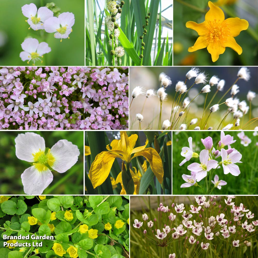 Nurseryman's Choice Marginal Pond Plant image