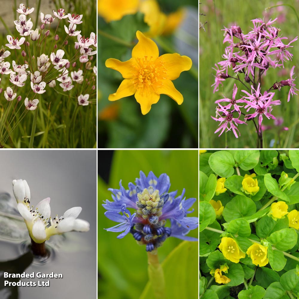 Nurseryman's Choice Miniature Pond Collection Deep Water image