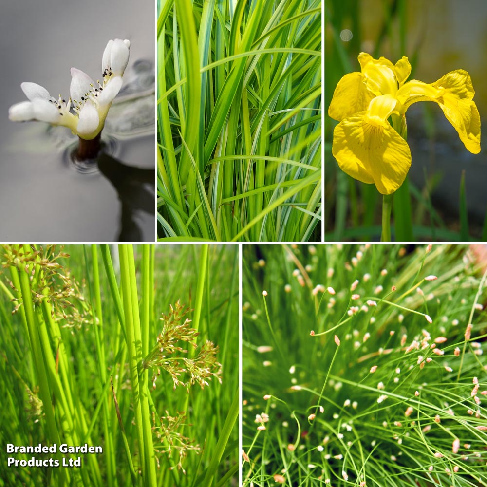 Nurseryman's Choice Winter Pond Collection image