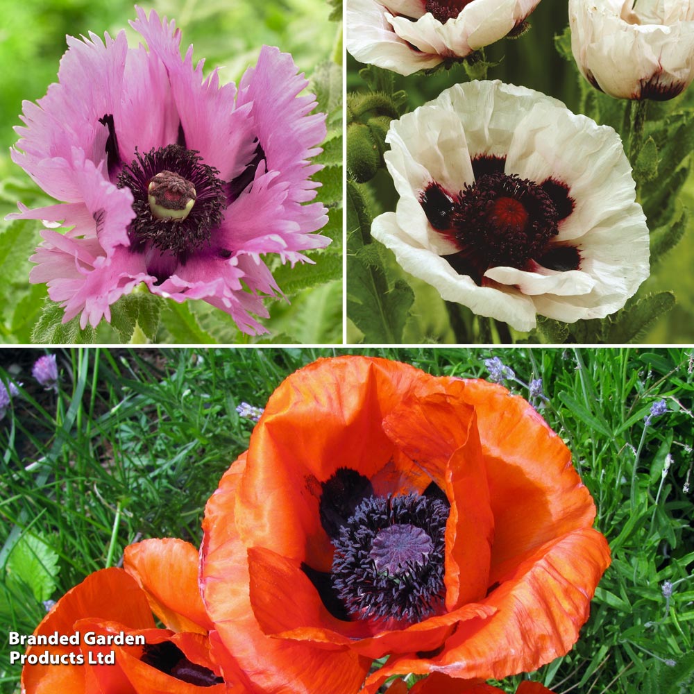 Poppy 'Oriental Trio Collection' image