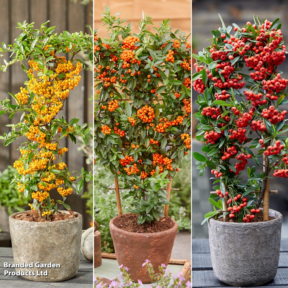 Pyracantha 'Star Trio' image