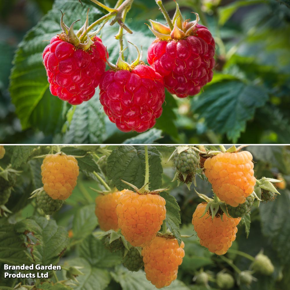 Raspberry Duo (Autumn Fruiting) image