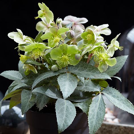 Hellebore 'Silver Star' image