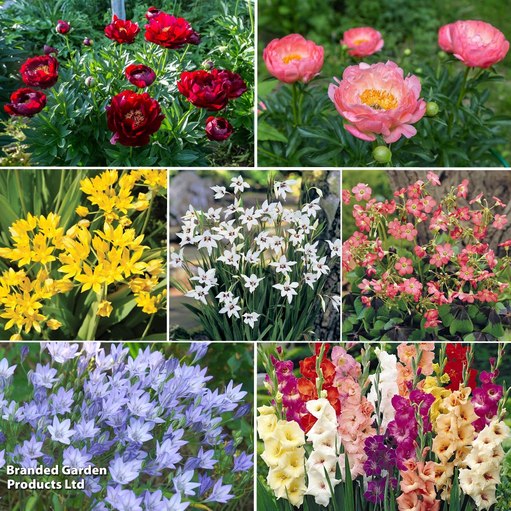 202 Summer Colour Bulb and Bare Root Collection image