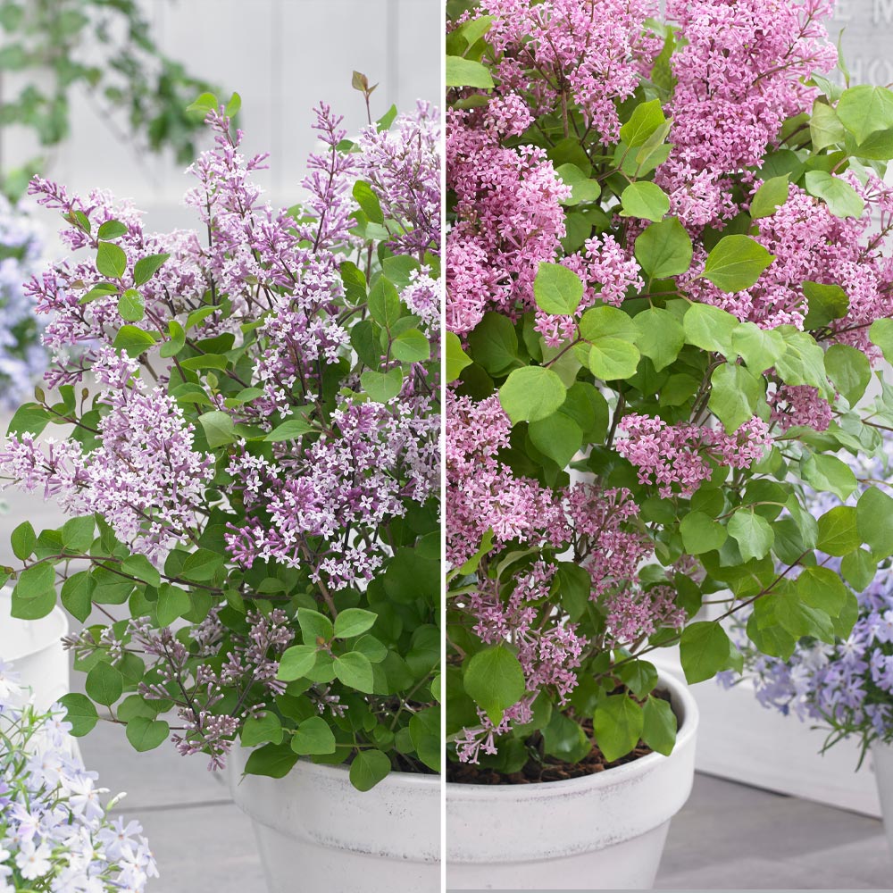 Syringa Flowerfesta® Duo image