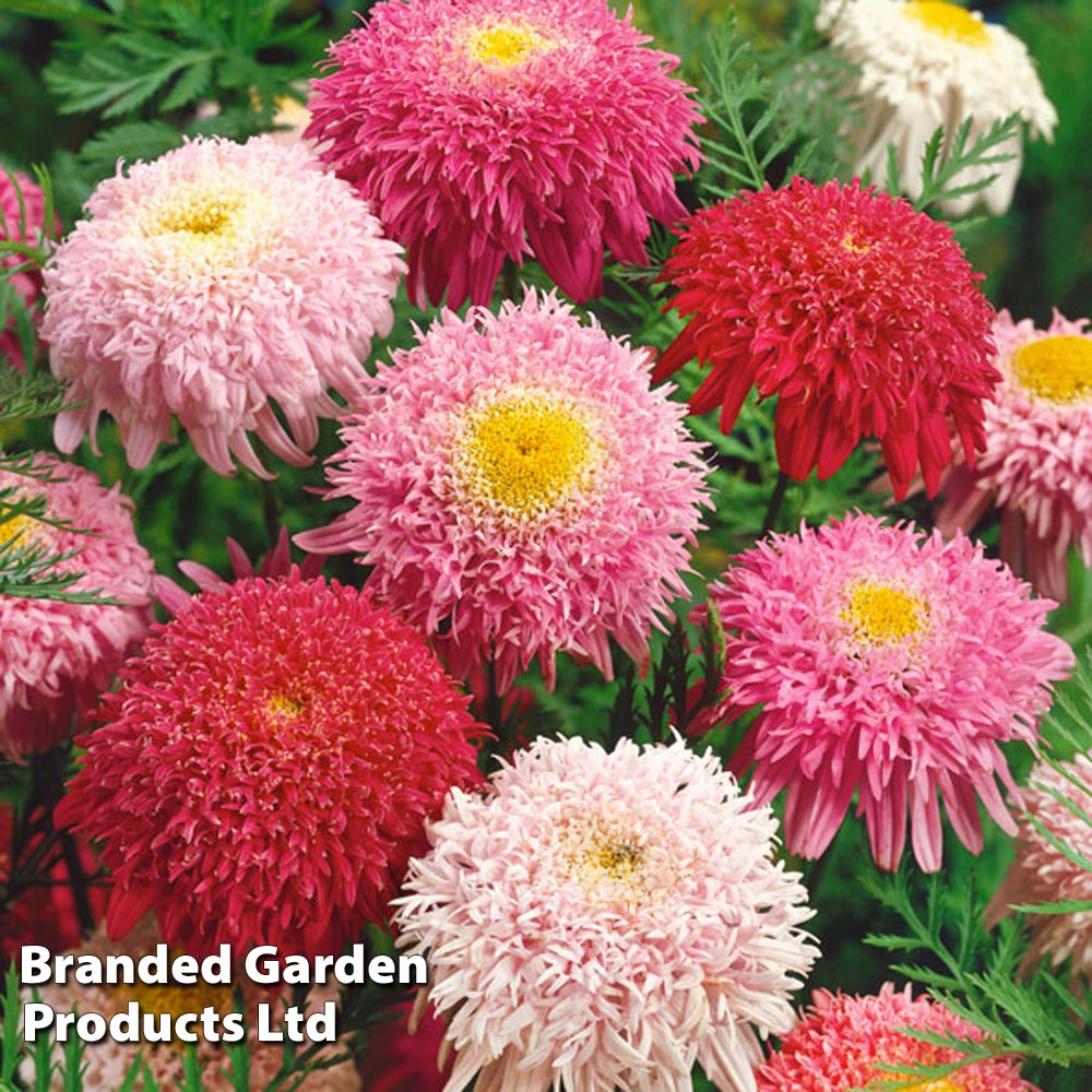 Tanacetum coccineum 'Semi-double Mix' image