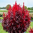 Celosia Dragons Breath 10 Dobies