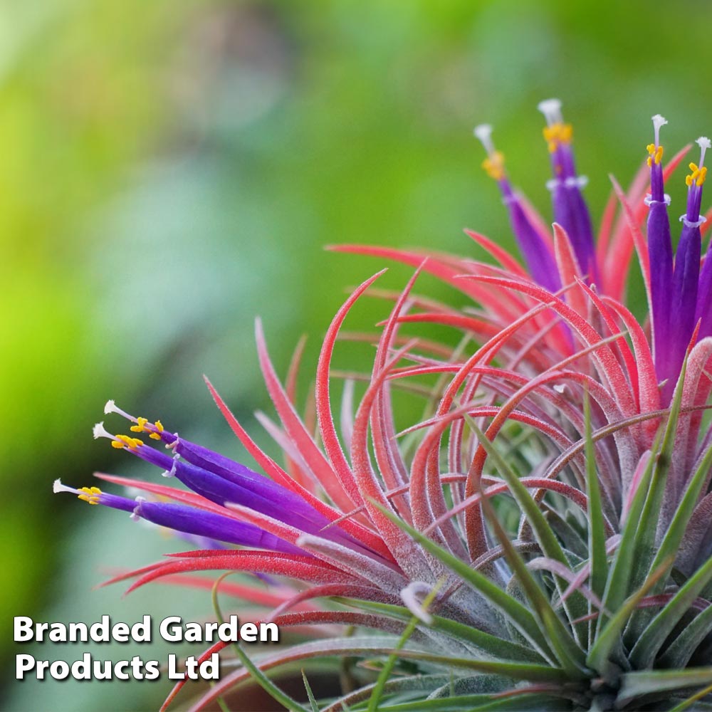 Tillandsia ionantha image